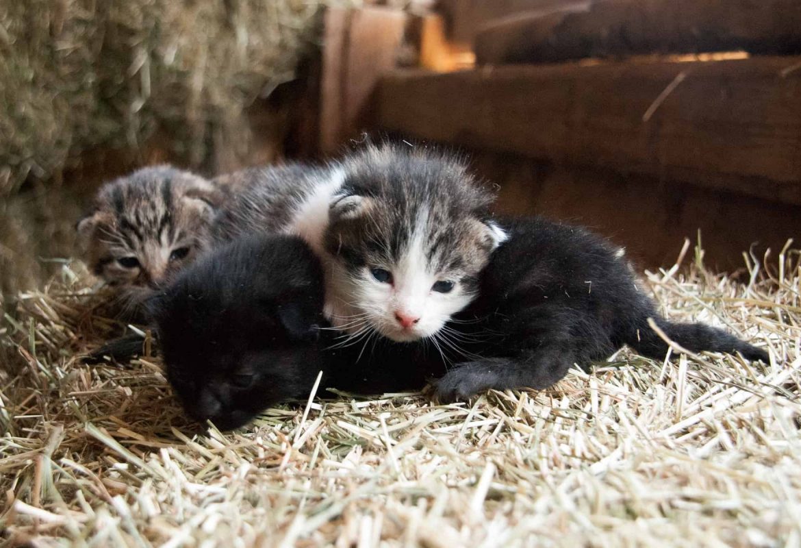 Katzenbabys liegen auf dem Stroh