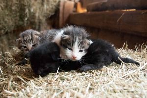 Katzenbabys liegen auf dem Stroh