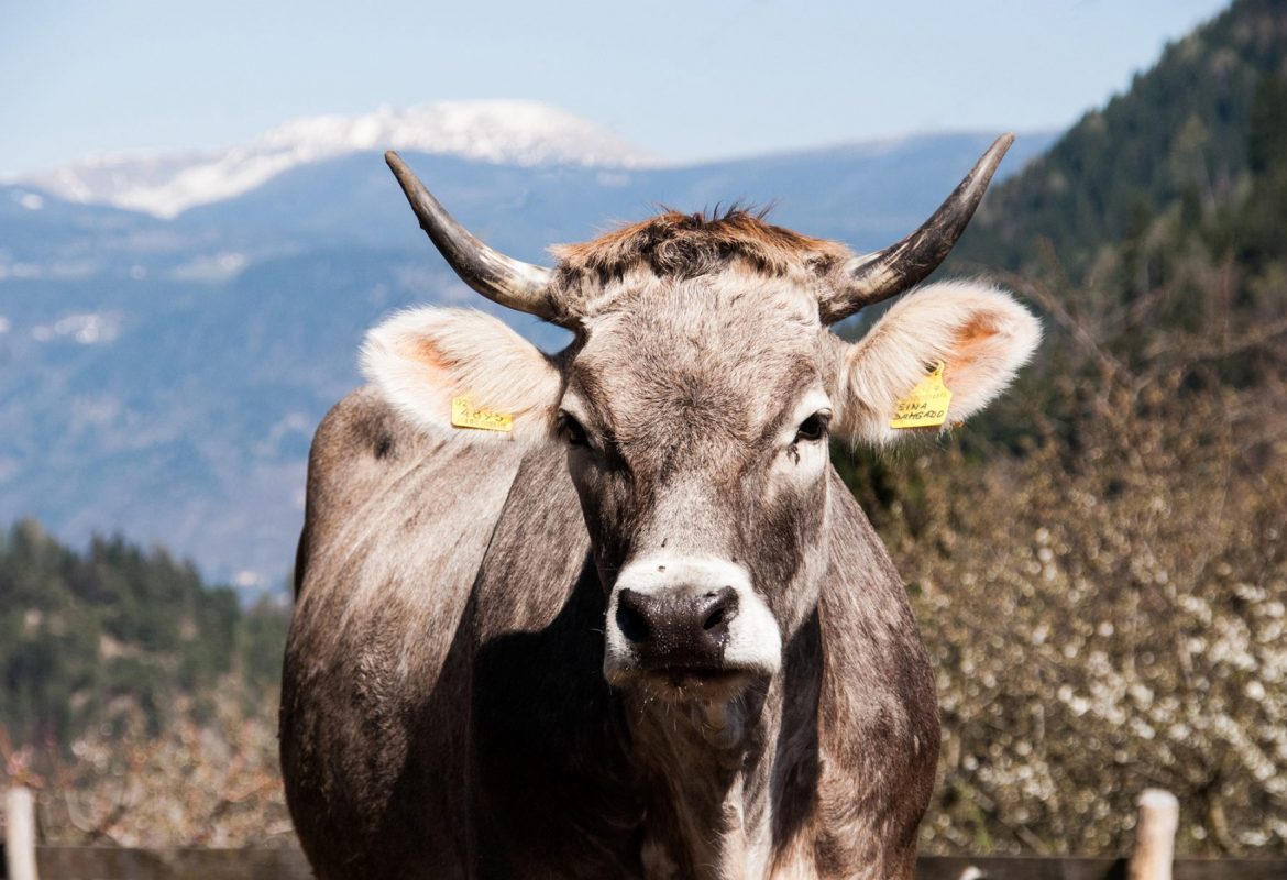 Kuh, Hintergrund Berge