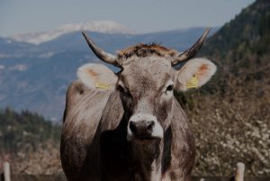 Kuh, Hintergrund Berge