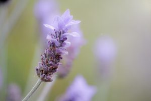 Lavendel, Lavendelzimmer