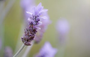 Lavendel, Lavendelzimmer